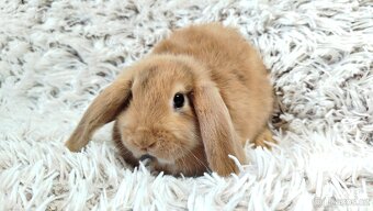 Zakrslý beránek, králíček, králík - JAYDEN - 16