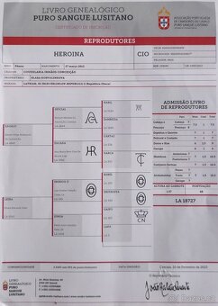 PSL klisna - 16