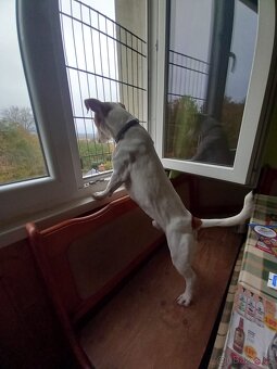 Štěnata Jack Russel Teriér - 16
