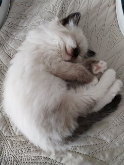 Koťátka s PP Ragdoll - 16