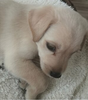 Štěňata labradora kříženci - 16