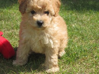 Maltipoo štěňátka - 16