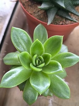 Sukulenty a kaktusy - 16