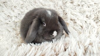 Zakrslý beránek, králíček, králík - DENIS - 16