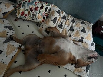 Anglický bulldog s PP na KRYTIE, Buldok, Buldog - 16