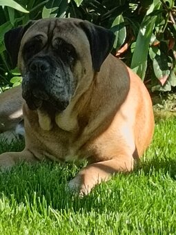 Cane Corso štěňata - 16