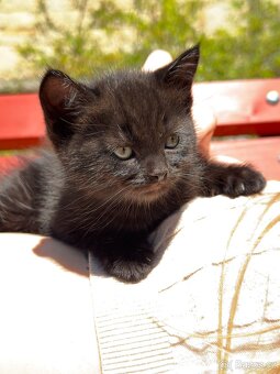 Scottish Fold - 16