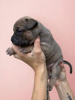 American Bully XL - Exkluzivní spojení šampionů - 16