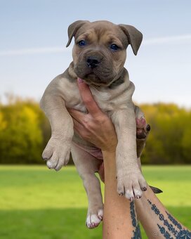 American Bully XL - Exkluzivní spojení šampionů - 16