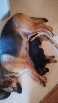 Nemecky ovčák typu Rex(štěňata) - 16