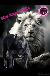 American Bully - 16