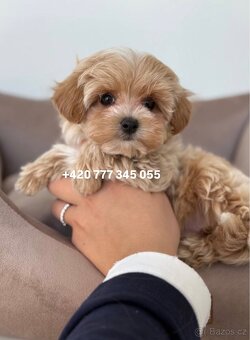 Maltipoo F1 caramel 3 měsíce 1500€‼️ Mimi - 16