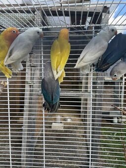 Letošní odchovy - 16