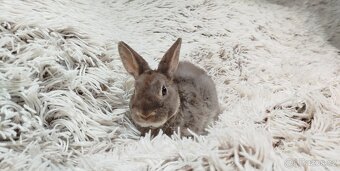 Zakrslý beránek,králíček,králík -(REX)-DIANA - 16
