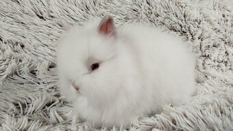 Zakrslý králík, králíček -(TEDDY)-HERBERT - 16