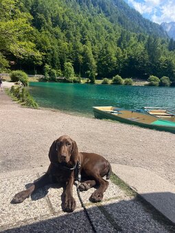 Německý ohař krátkosrstý hnědý - 16