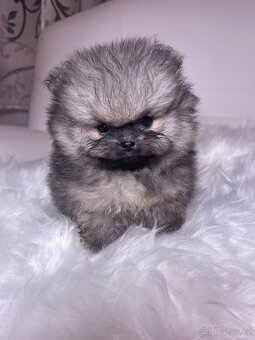 Pomeranian s PP FCI - nádherná štěňátka - 16