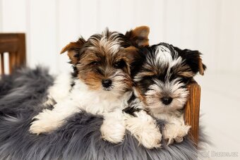 Biewer a Biro Yorkshire Terrier s PP,  Jorkšír terier s PP - 16