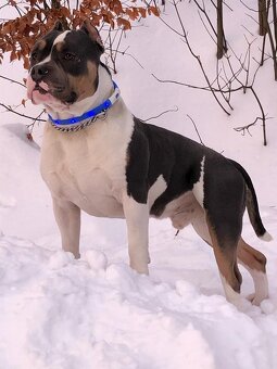American Bully s PP ABKC - 16