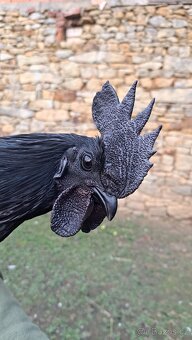 Kohouti Ayam Cemani, Cemanské slepice, Cemanky - 16