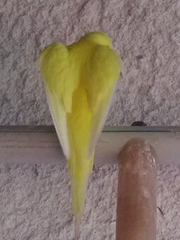 ANDULKA VLNKOVANÁ - 16