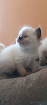 Ragdoll kotatka - 16
