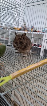 Osmaky degu - 16