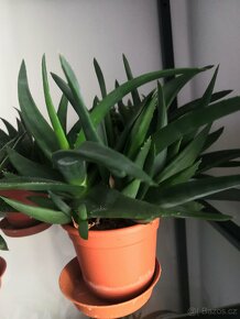 Nabízím gasterie, aloe, agave, chamaedora. - 16