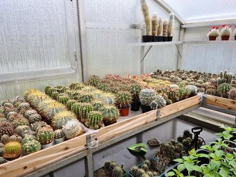 Prodám rozsáhlou sbírku kaktusů - 16