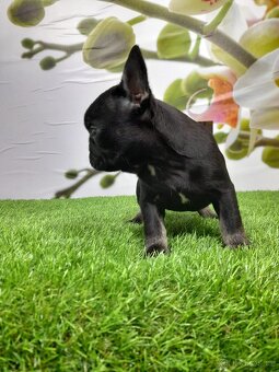 Francouzský buldoček - 16