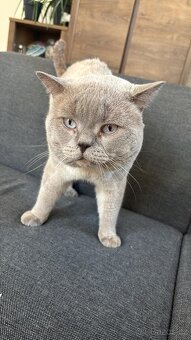 Britská koťata - 16