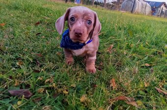 Trpasličí hladkosrstý jezevčík - 16