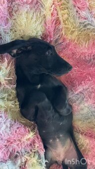 Štěňátka, stěně, štěňata - 16