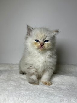 Sibiřská kočka s PP – kočička Indira - 16