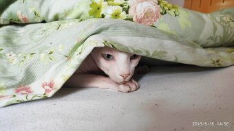 kocour Sphynx - 16