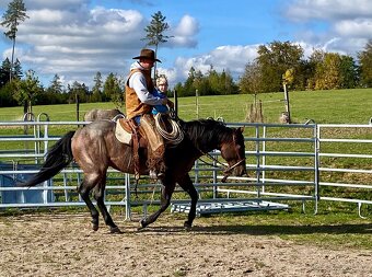 Připouštěni bay roan hřebcem Quarter horse - 16