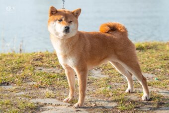 Shiba  štěňata s PP ODBĚR IHNED - 16