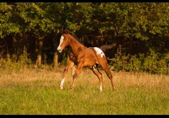 Připouštění hřebcem APPALOOSA - 16