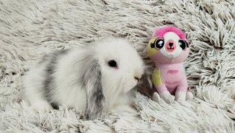 Zakrslý beránek, králíček, králík - MINDY - 16