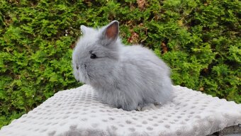Zakrslý králík, králíček -(TEDDY)-FLORIAN - 16