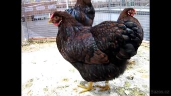 Slepičky Wyandotky zdrobnělé na vajíčka i na okrasu - 16