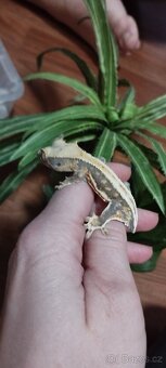 3.8.2 Correlophus ciliatus - Pagekon řasnatý - 16