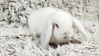 Zakrslý beránek, králíček, králík - MOLLY - 16