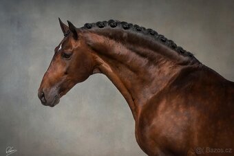 Lusitano hřebec PSL 2025 TOP drezurní linie - 16