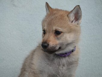 Československý vlčák - 16