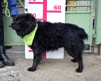 TICEAS K ADOPCI- 3 ROKY,TULÍCÍ ČERTÍK,HODNÝ,KLIDNÝ - 16