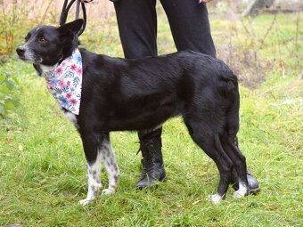 Naja hledá domov - 16