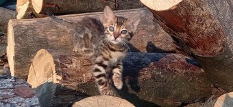 Kočka bengálská - 16