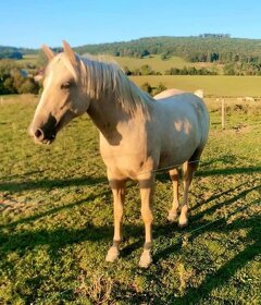 Připouštění - plemenný hřebec AQH buckskin SM MITO COMMANDER - 16