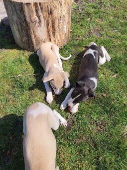 Whippet,Vipet s PP - 16